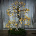 Why Are The Leaves On My Gardenia Bonsai Turning Yellow?