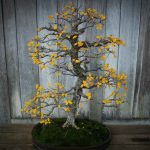 Why Are The Leaves On My Gardenia Bonsai Turning Yellow?