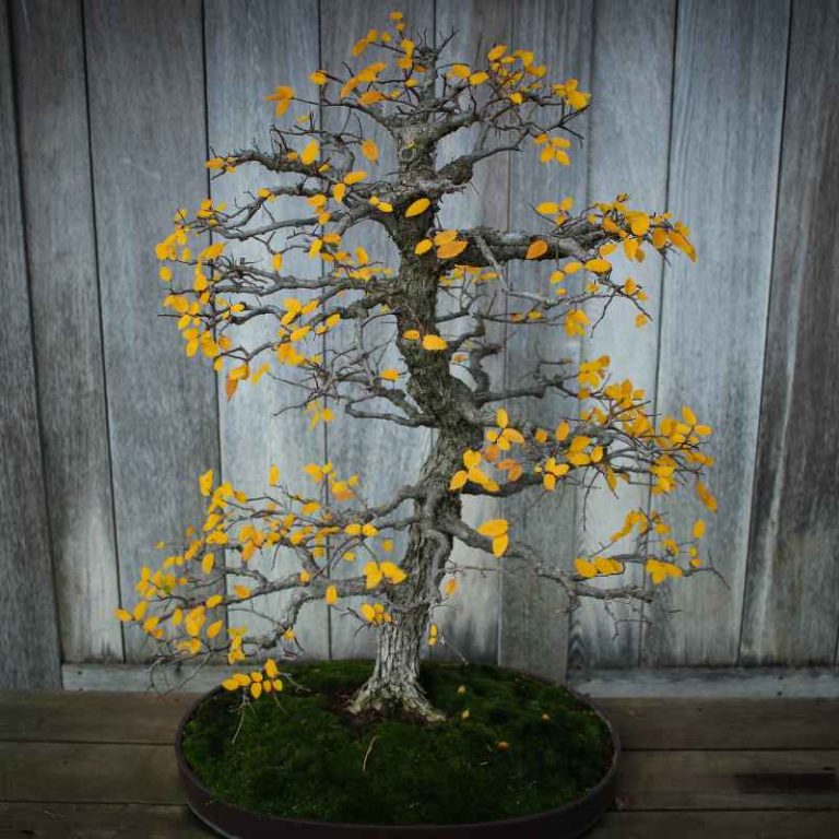 Why Are The Leaves On My Gardenia Bonsai Turning Yellow?