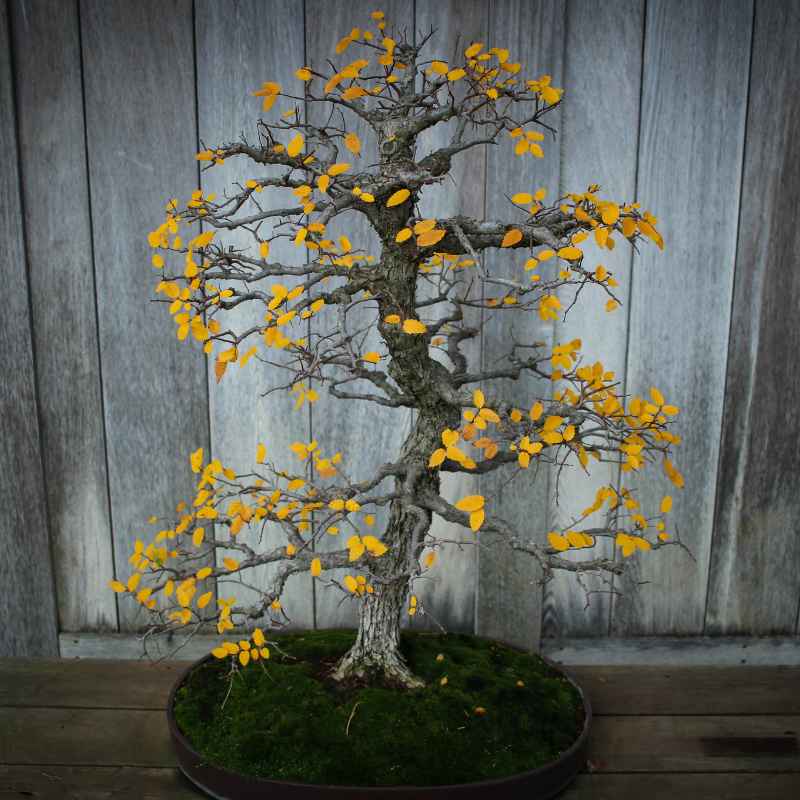 Why Are The Leaves On My Gardenia Bonsai Turning Yellow?