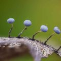 Which Characteristic Do Most Adult Fungi And Plants Share?