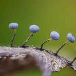 Which Characteristic Do Most Adult Fungi And Plants Share?