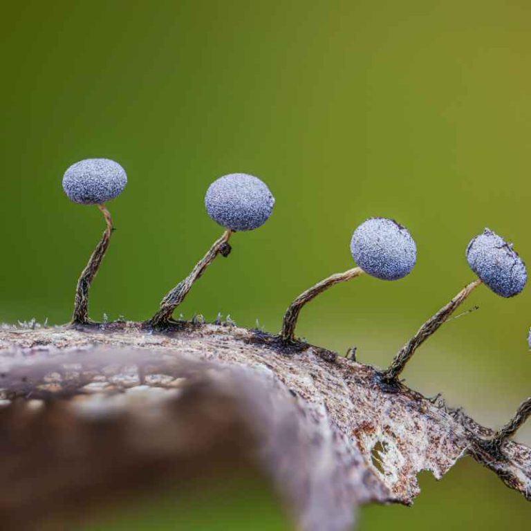 Which Characteristic Do Most Adult Fungi And Plants Share?