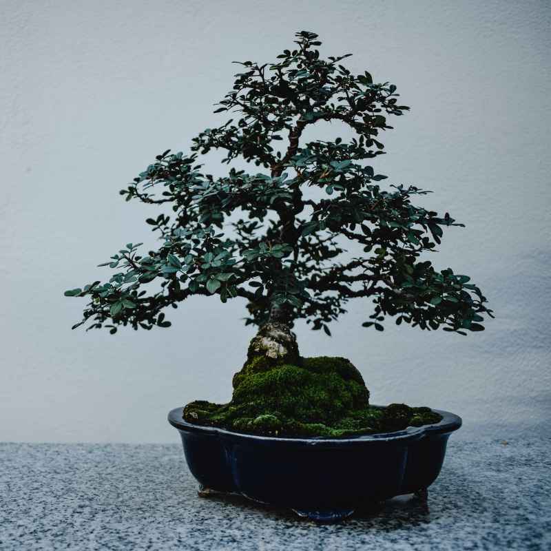 Understanding Avocado Bonsai Container Needs