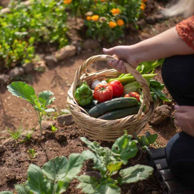 Was 2019 A Bad Year For Vegetable Gardens In Ohio