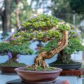 What Are The Large Bushes That Look Like Bonsai Trees