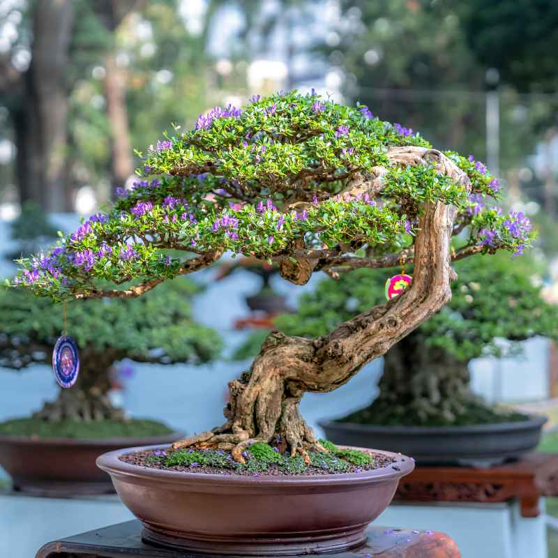 What Are The Large Bushes That Look Like Bonsai Trees