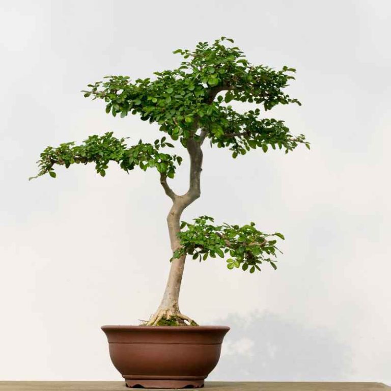 What Can You Feed Bonsai Trees To Grow Massive Trunks?