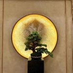 What Happens If You Grow Juniper Bonsai Indoors