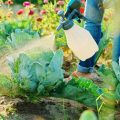 What Is A Natural Insecticide For Vegetable Gardens?