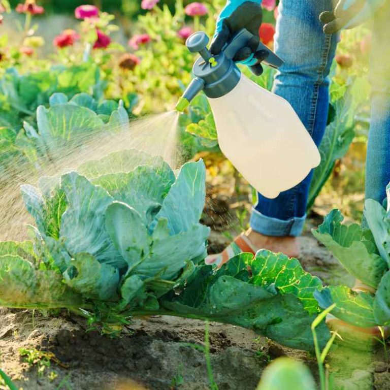 What Is A Natural Insecticide For Vegetable Gardens?