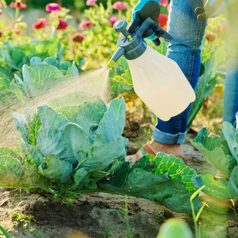 What Is A Natural Insecticide For Vegetable Gardens?