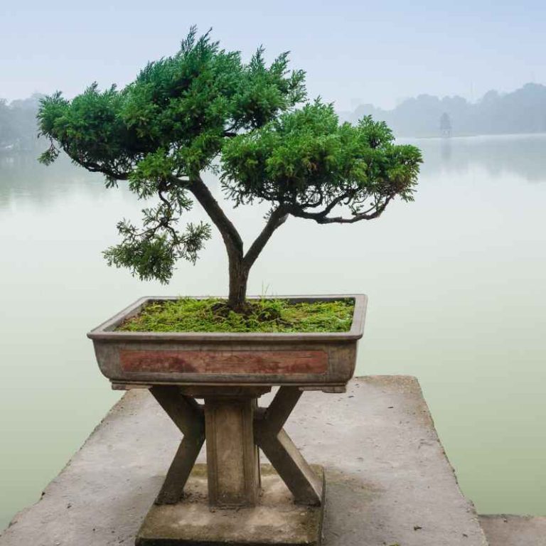 What Is The Symbolism Behind A Bonsai Tree