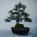 What Native Eastern U.S. Trees Make The Best Bonsai?