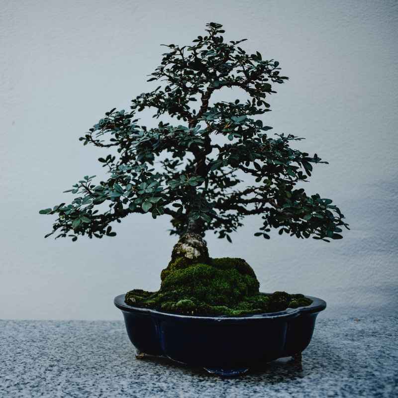 What Native Eastern U.S. Trees Make The Best Bonsai?