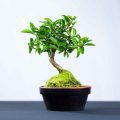 What Plants Are Easiest And Fastest To Grow As Bonsai?
