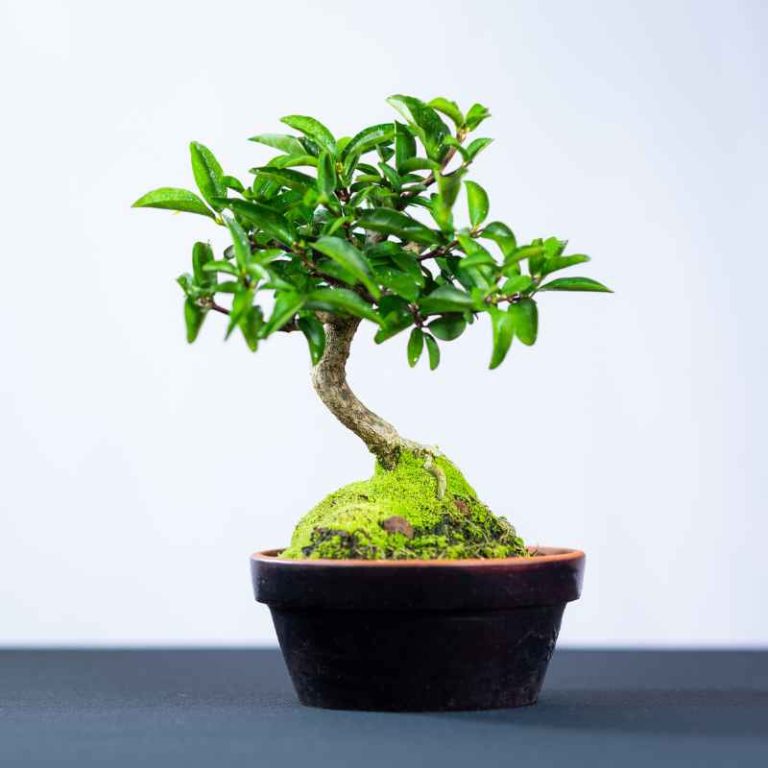 What Plants Are Easiest And Fastest To Grow As Bonsai?
