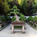 What Should A Well-Styled Japanese Elm Bonsai Look Like