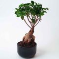 What Size Container Should You Use To Bonsai An Avocado?