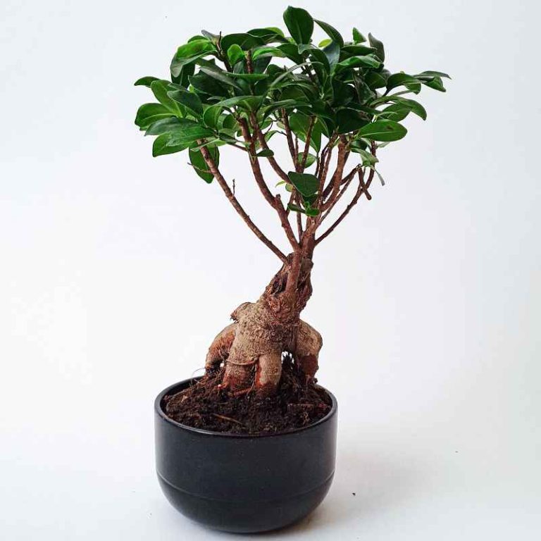 What Size Container Should You Use To Bonsai An Avocado?