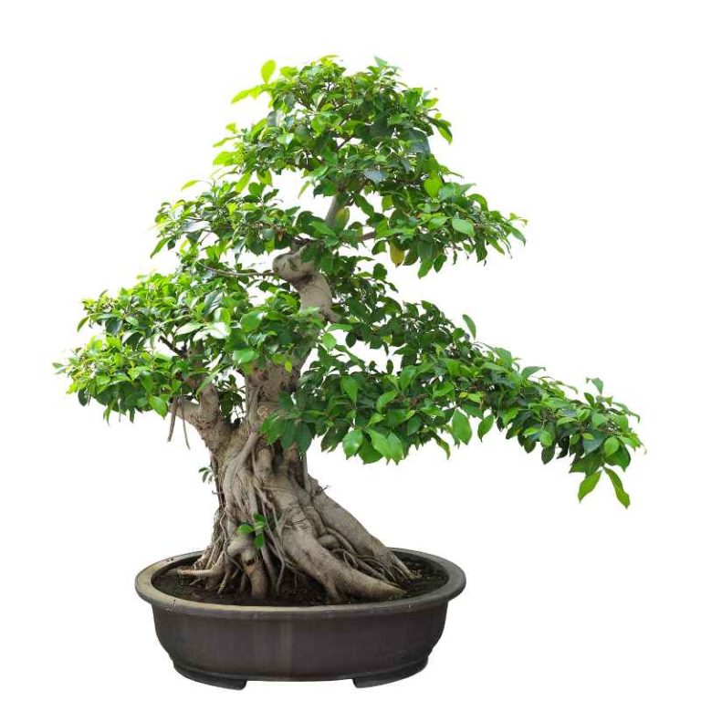 What Type Of Light Does A Bonsai Fig Tree Really Need?