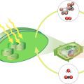When A Plant Undergoes Photosynthesis What Are The Byproducts?