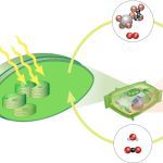 When A Plant Undergoes Photosynthesis What Are The Byproducts?