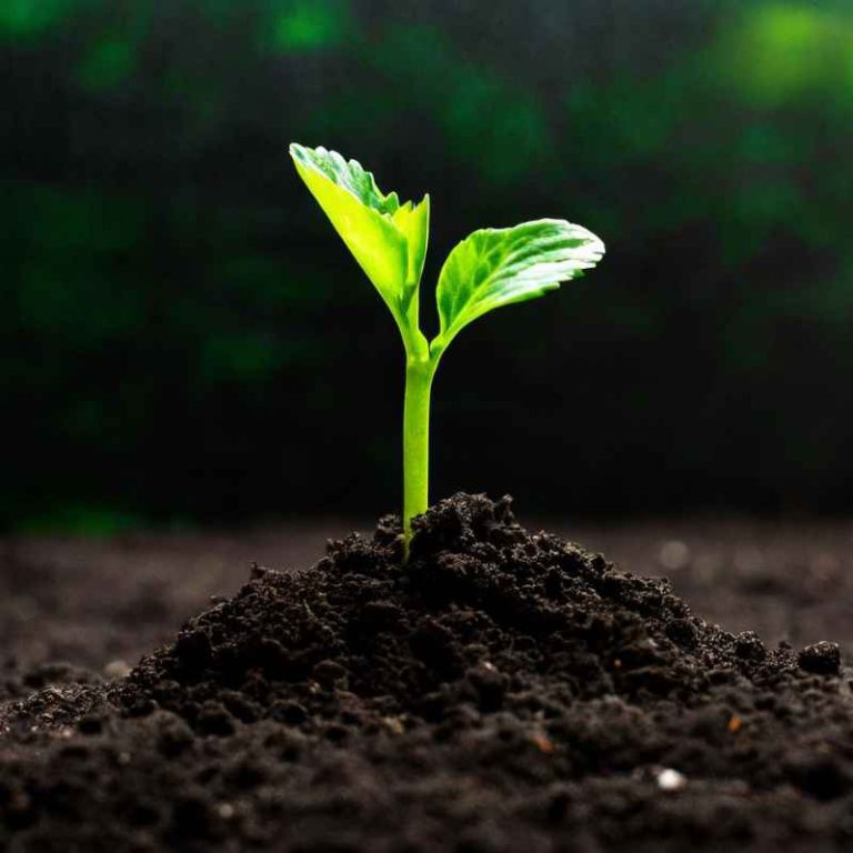 When A Plant Undergoes Photosynthesis What Are The Byproducts