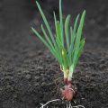 When Do I Remove The Seeds From My Onion Plant