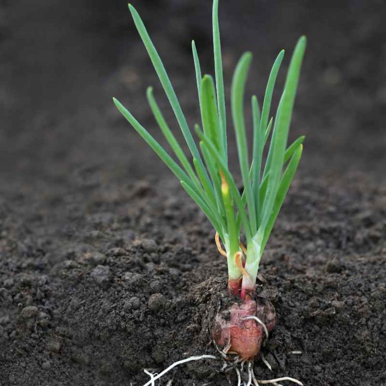 When Do I Remove The Seeds From My Onion Plant