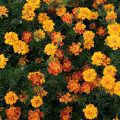 When Is The Best Time To Plant Marigold Seeds