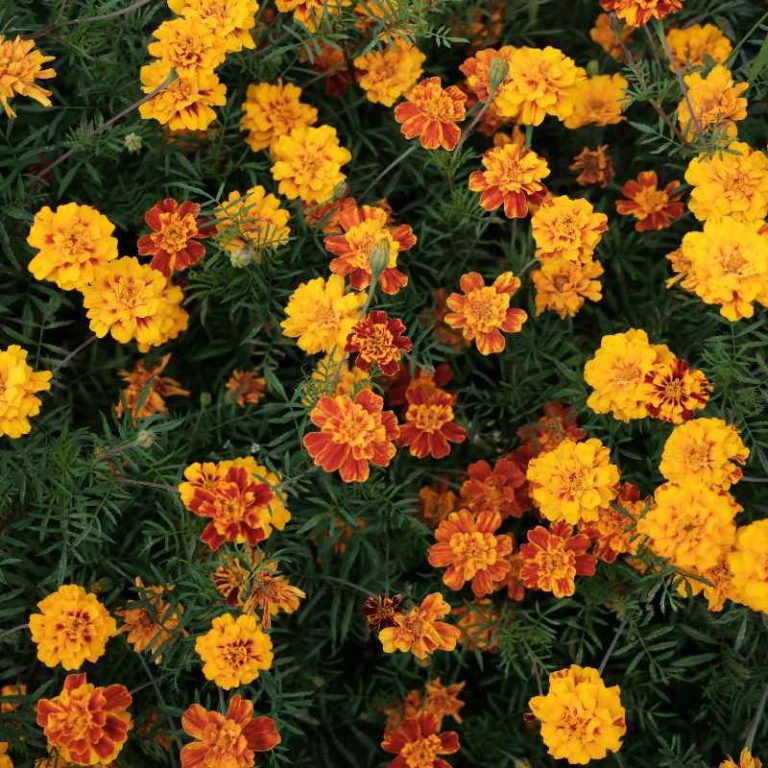 When Is The Best Time To Plant Marigold Seeds