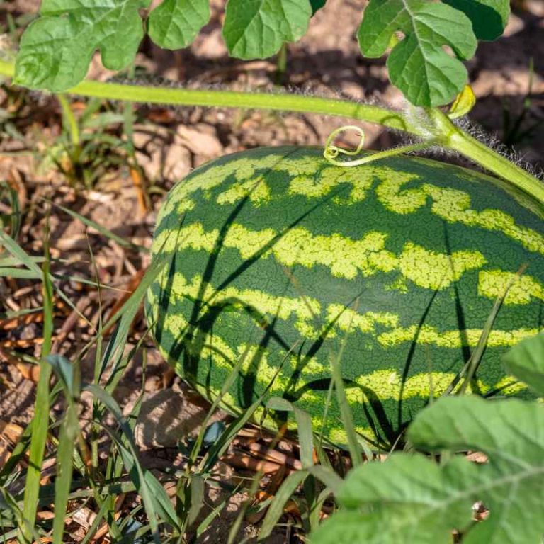 When Is The Best Time To Plant Watermelon Seeds