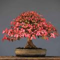 When Should You Start Trimming Your Red Maple Bonsai Tree?