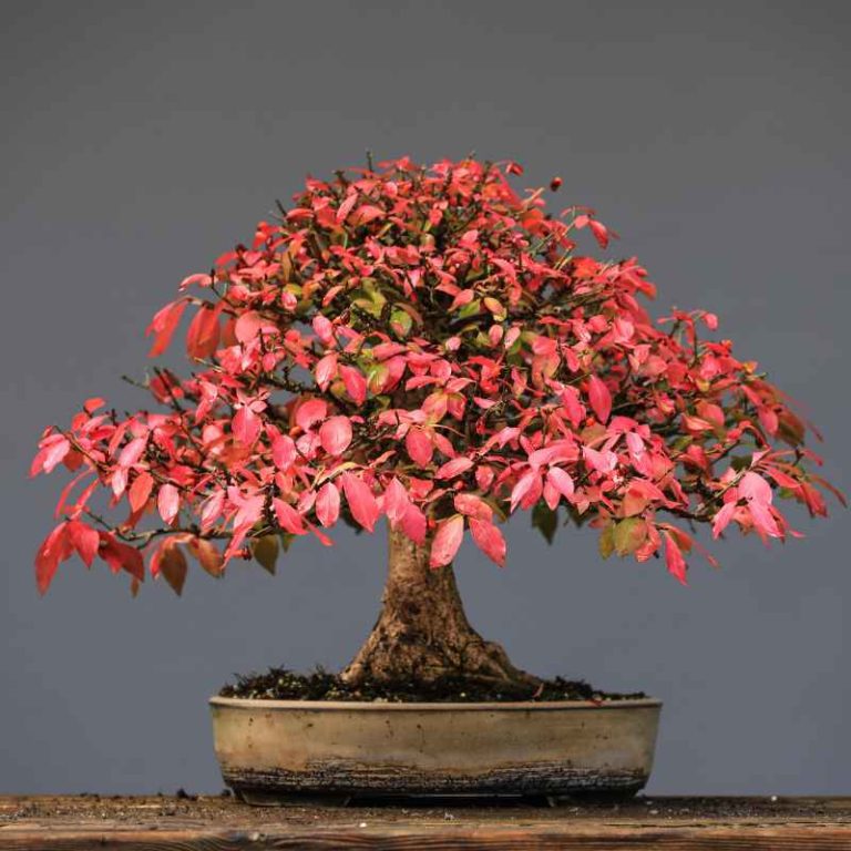 When Should You Start Trimming Your Red Maple Bonsai Tree?