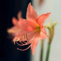 When To Plant Amaryllis Bulbs For A Perfect Christmas Bloom