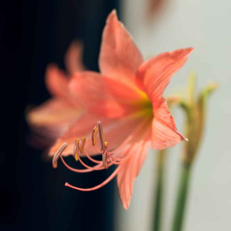 When To Plant Amaryllis Bulbs For A Perfect Christmas Bloom