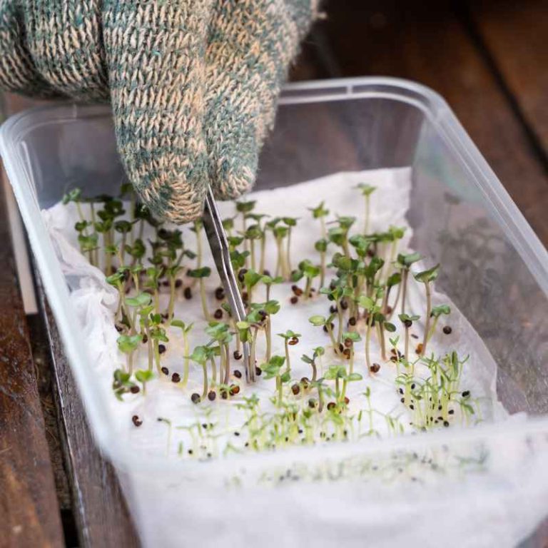 When To Plant Germinated Seeds From Paper Towel