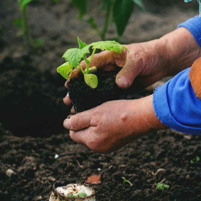 When To Start Broccoli Seeds For Fall Planting