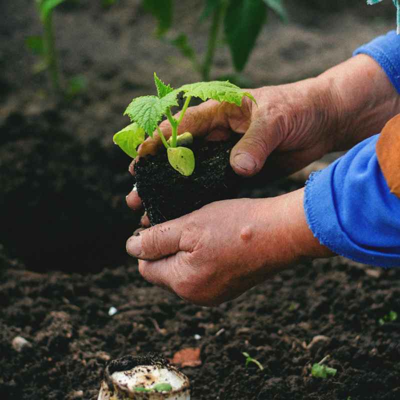 When To Start Broccoli Seeds For Fall Planting