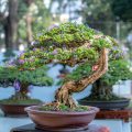Where Are Bonsai Trees Located In Denver Botanical Gardens?