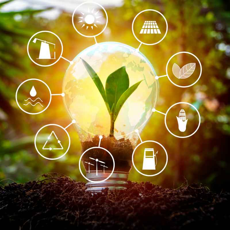 Where Do Plants Get The Energy To Make Organic Molecules?