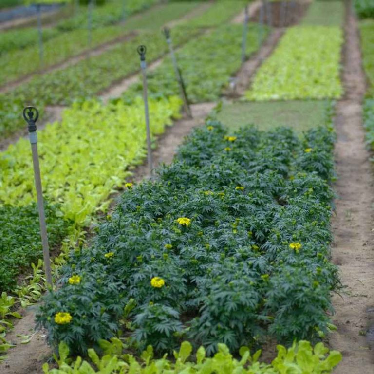 Where To Buy Flowers And Vegetables For Gardening Near You