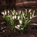 Which Geological Time Period Did The First Land Plants Appear?