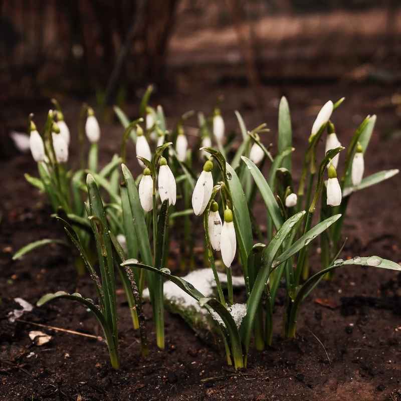 Which Geological Time Period Did The First Land Plants Appear?