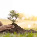 Which Of The Following Is Not A Characteristic Of Plants?