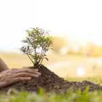 Which Of The Following Is Not A Characteristic Of Plants?
