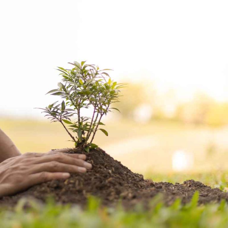 Which Of The Following Is Not A Characteristic Of Plants?