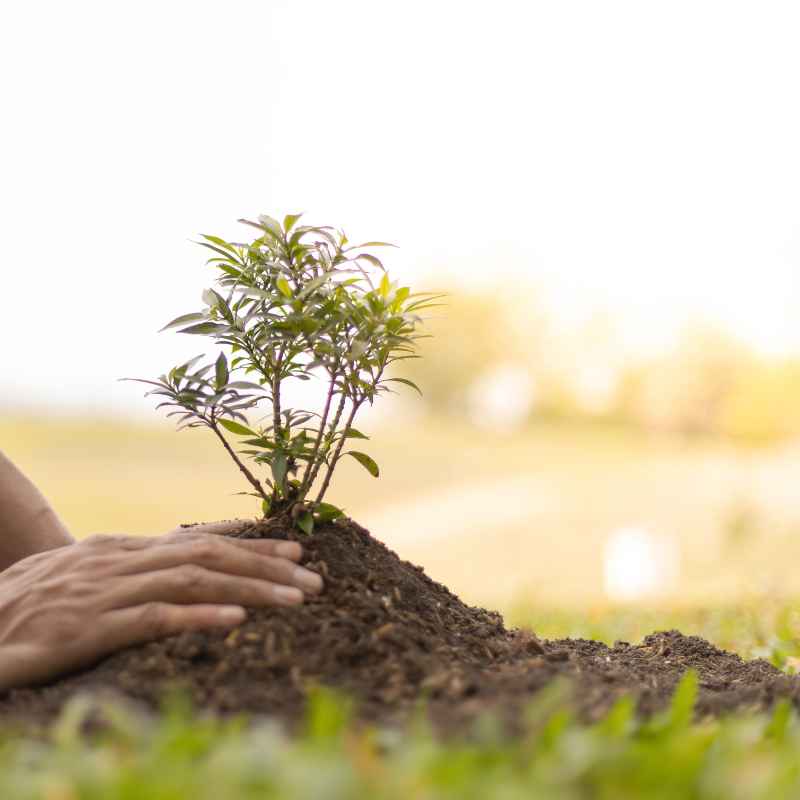 Which Of The Following Is Not A Characteristic Of Plants?