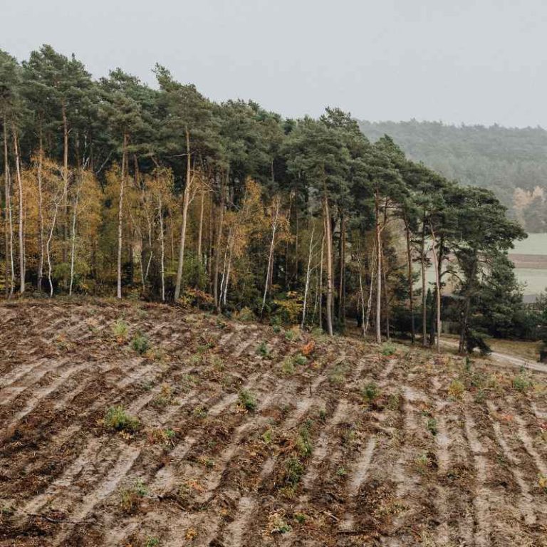 Which Of These Is Most Likely To Minimize Soil Erosion